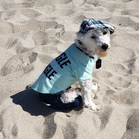 Meet your Posher, Clarity & Frosty Little Divo🐾💙 - Picture 7 of 16